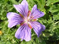 Geranium Ibericum (fam. Geraniacees)(Caucase) (03) (Photo F. Mrugala)